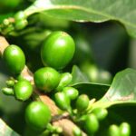 Coffee beans