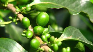 Coffee beans