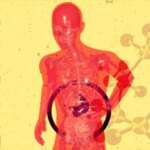 liver 1777303760438 1777303760631